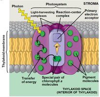 Diagram of a photosystem in the thylakoid membrane
