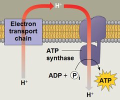 Diagram of linear electron flow through photosystems II and I