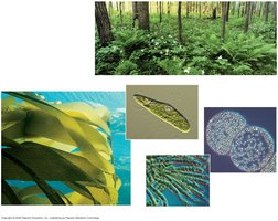 Examples of photosynthetic organisms: plants, algae, protists, cyanobacteria