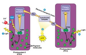 Continuation of linear electron flow, showing ATP and NADPH production