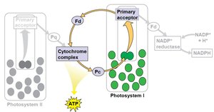 Diagram of cyclic electron flow in photosystem I