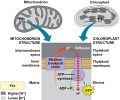 Comparison of chemiosmosis in mitochondria and chloroplasts