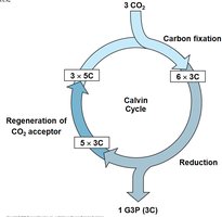 Diagram of the Calvin cycle showing carbon fixation, reduction, and regeneration