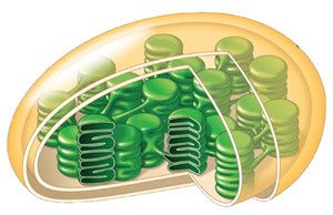 Diagram of a chloroplast showing internal membrane structures