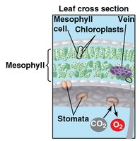 Leaf cross section showing mesophyll, chloroplasts, and stomata