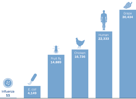 Gene number comparison among organisms