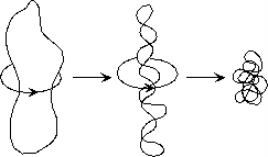Bacterial DNA supercoiling