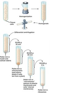 Diagram of cell fractionation process