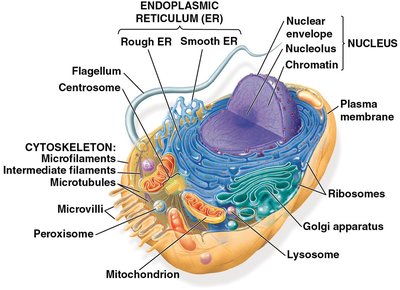 Diagram of animal and plant cells with labeled organelles