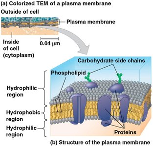Diagram of plasma membrane structure