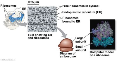 Diagram of ribosomes and their locations