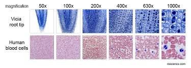 Magnification comparison of cells and tissues