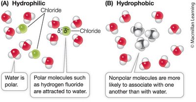 Hydrophilic and hydrophobic interactions with water