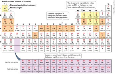 Periodic table highlighting biologically important elements