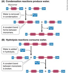 Condensation and hydrolysis reactions