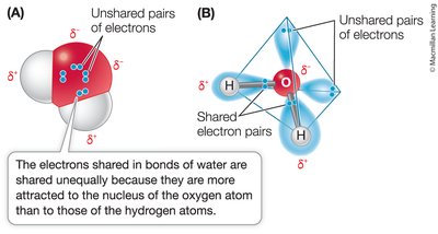 Polarity in water molecules