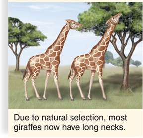 Giraffe neck length variation and selection