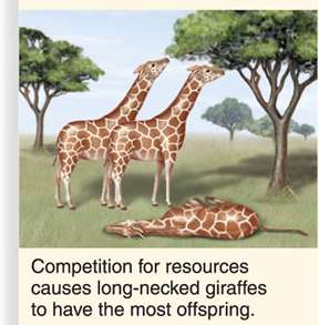 Competition for resources among giraffes