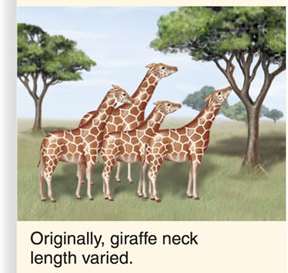 Result of natural selection: long-necked giraffes