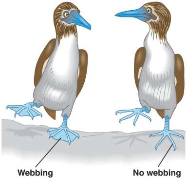 Genotype and allele frequencies in blue-footed boobies
