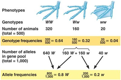 Punnett square for allele frequencies
