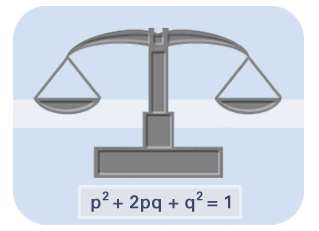 Scale representing Hardy-Weinberg equilibrium equation