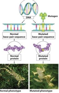 Diagram of mutation causing a change in phenotype