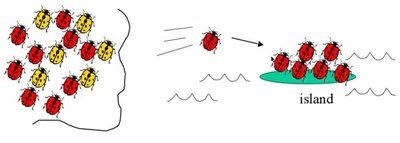 Founder effect with ladybugs colonizing an island