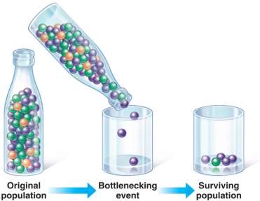 Bottleneck effect illustrated with marbles
