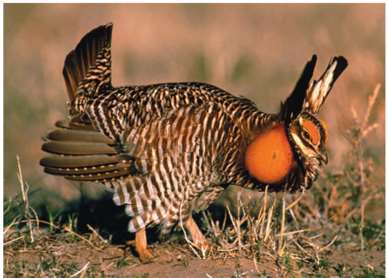 Greater prairie chicken, example of bottleneck effect