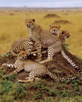 Cheetahs, example of bottleneck effect