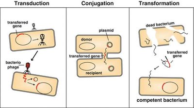 Horizontal gene transfer mechanisms