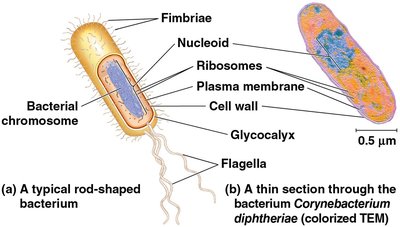 Structure of a typical prokaryotic cell