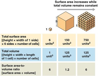 Diagram of the nucleus and nuclear envelope