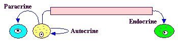 Diagram of paracrine, autocrine, and endocrine signaling