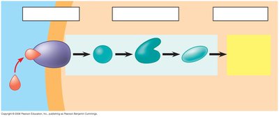 Overview of cell signaling: reception, transduction, response