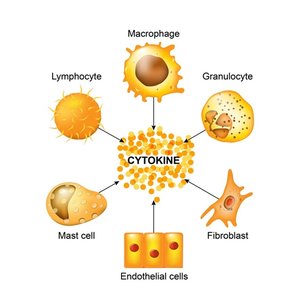 Cells producing and responding to cytokines