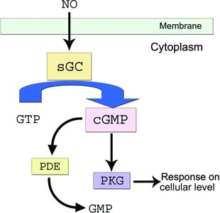 NO signaling pathway: GTP to cGMP