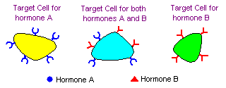 Target cells for different hormones