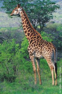 Giraffe as an example of Lamarck's theory