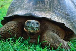 Darwin's finch collection