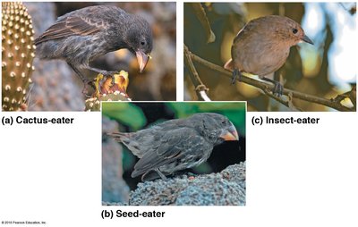 Different beak types of Galápagos finches