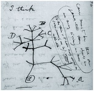 Darwin's sketch of the evolutionary tree