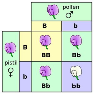Punnett square for monohybrid cross