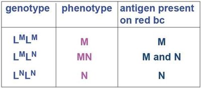 Table of MN blood group genotypes and phenotypes