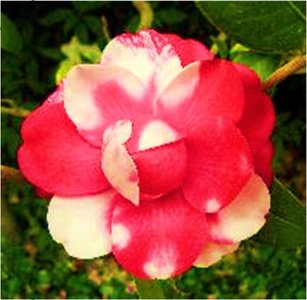 Codominant flower phenotype