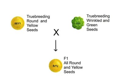 Dihybrid cross parental and F1 generation