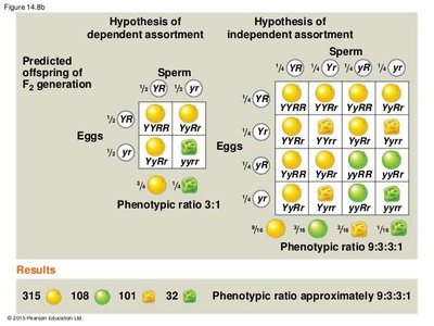 Punnett squares for dependent and independent assortment