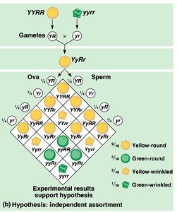 Dihybrid cross Punnett square and phenotypic ratios