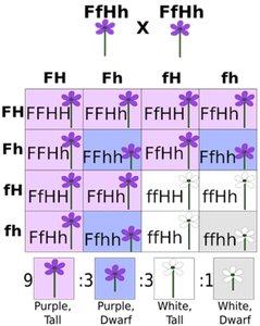 Dihybrid cross Punnett square with phenotypic ratios